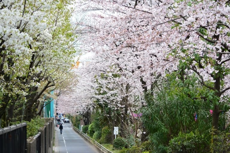 Cherry Blossom bloom