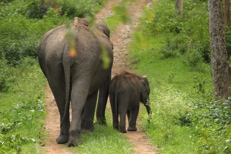 Mother and baby elephants in a jungle