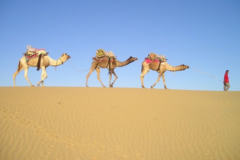Camels crossing the desert in Rajasthan