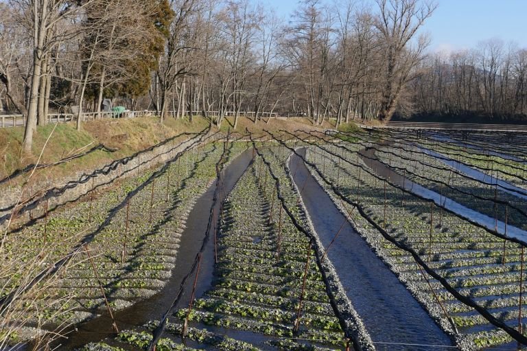 Wasabi farming in Japan